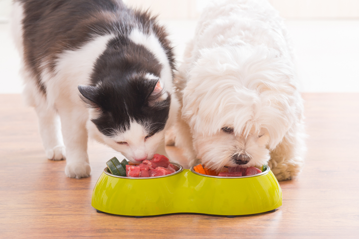 alergia alimentar em cães