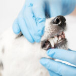 dente do cachorro