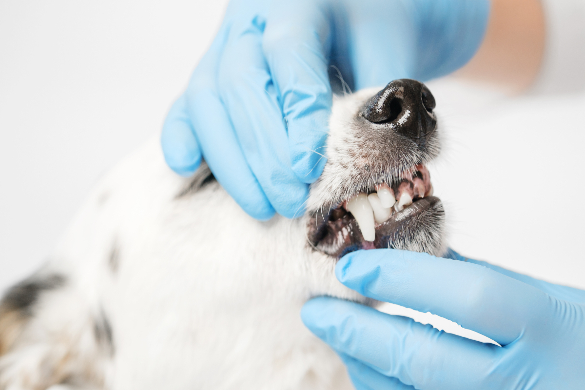 dente do cachorro
