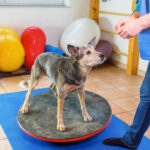 fisioterapia animal