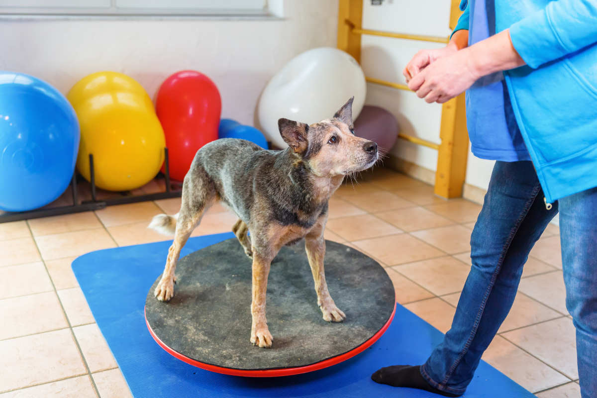 fisioterapia animal