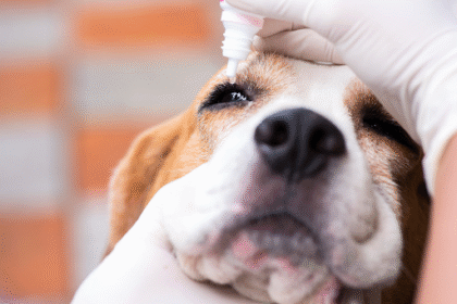 Médica veterinária pingando colírio nos olhos do cachorro