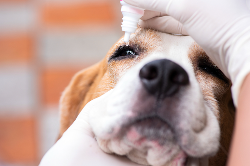 Médica veterinária pingando colírio nos olhos do cachorro