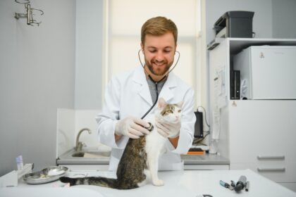Gato em clinica veterinária realizando check up