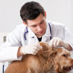 Veterinário procurando doença do carrapato em cachorro