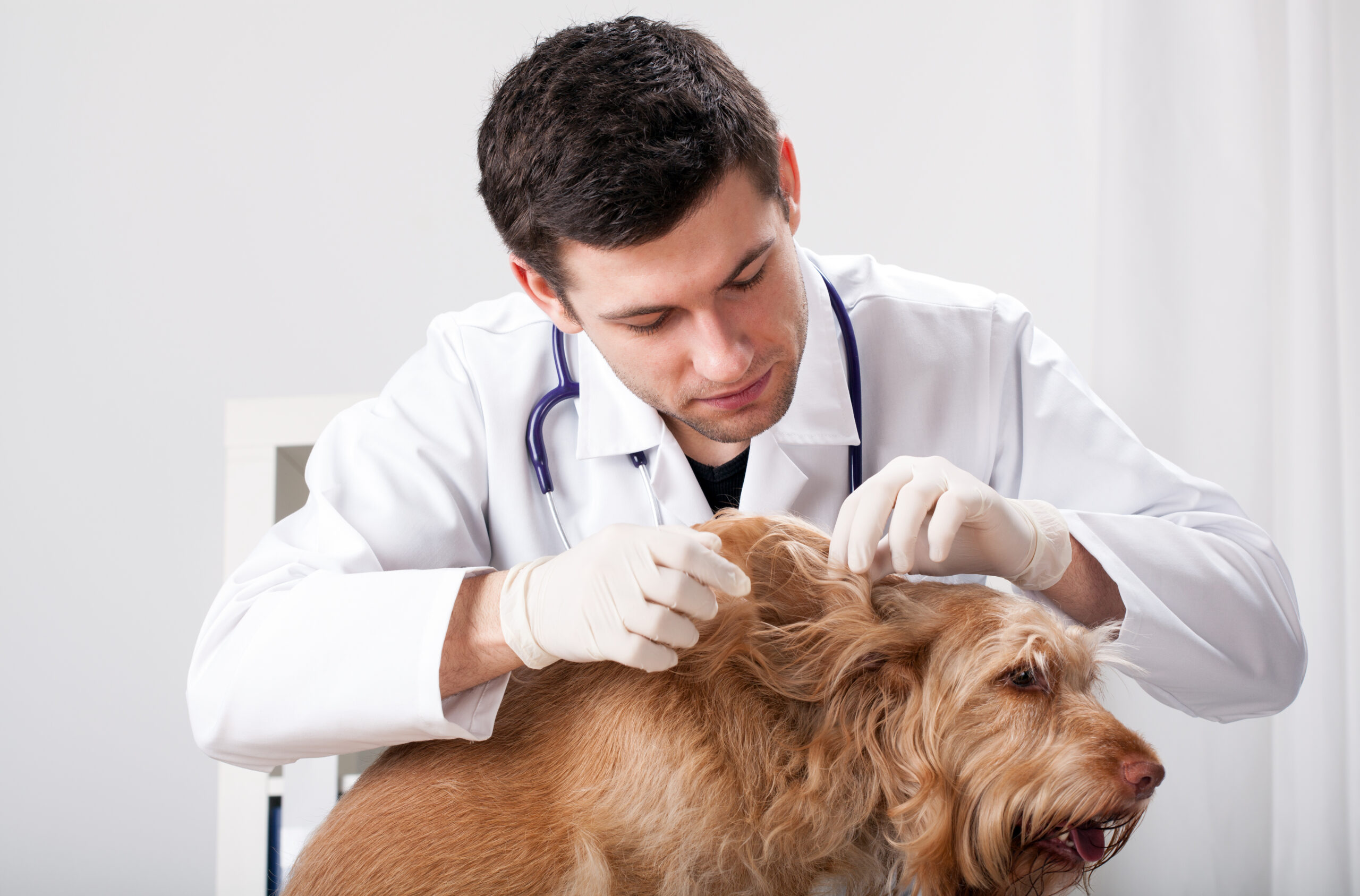 Veterinário procurando doença do carrapato em cachorro