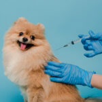 Vacinação em raça de cachorro pequena