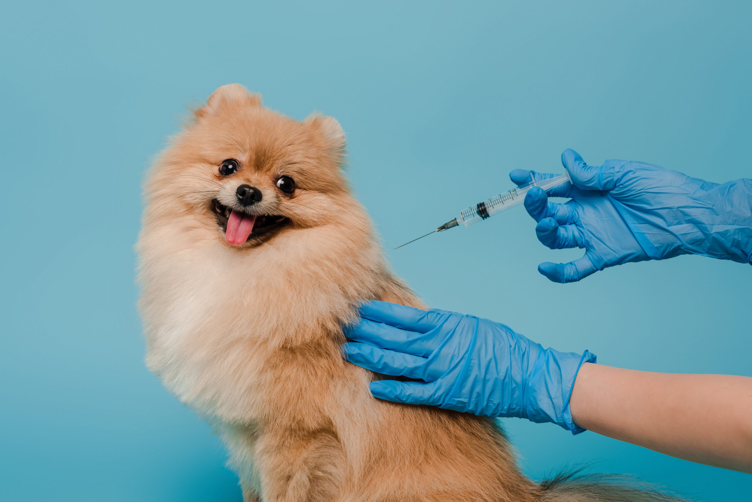 Vacinação em raça de cachorro pequena