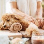 Cachorro em spa recebendo massagem