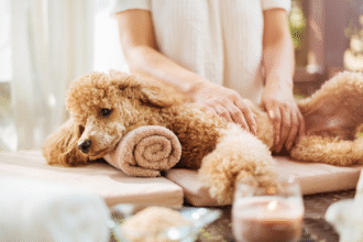 Cachorro em spa recebendo massagem