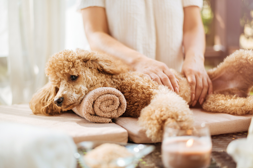 Cachorro em spa recebendo massagem