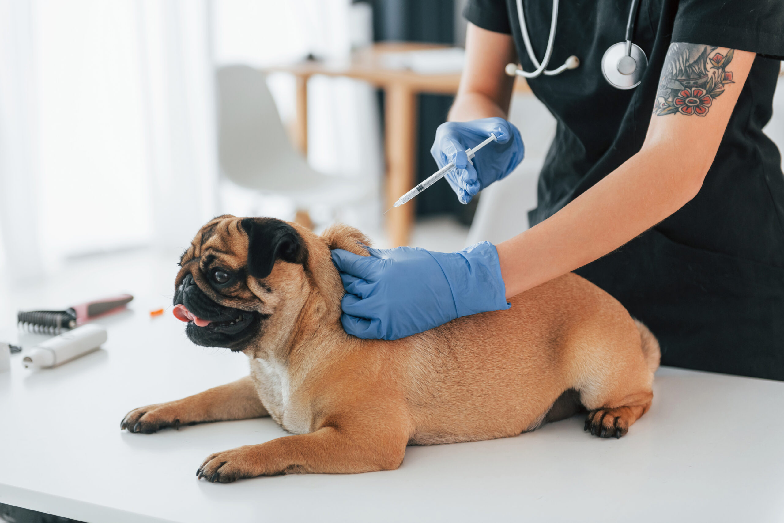 Cachorro sendo vacinado e clinica veterinária