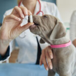 Cachorro tomando remédio para vermifugação preventiva