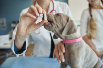Cachorro tomando remédio para vermifugação preventiva