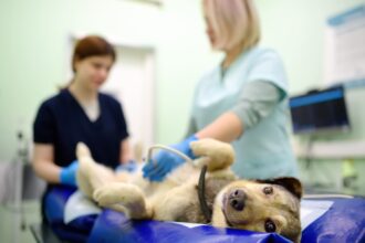 Erros comuns no diagnóstico veterinário e como evitá-los com dados