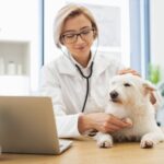 Consulta veterinária inteligente: como o Zlife acelera respostas clínicas