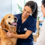 Caso de vendas recorrentes no mercado pet